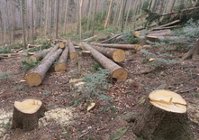 Поліція почала розслідувати незаконну рубку дерев у парку "Гуцульщина" — Дерев'янко