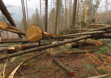 Дерев’янко вимагає від прокурора Івано-Франківщини поновити розслідування незаконної рубки в парку "Гуцульщина"