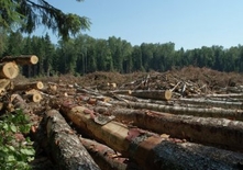 Дерев’янко вимагає посилити покарання за вирубку лісів у заповідниках (ВІДЕО)